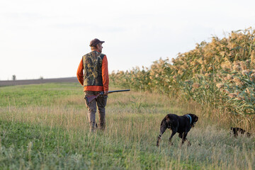 Mature hunter man holding a shotgun and walking through a field