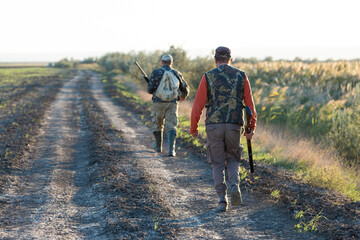 Mature hunter man holding a shotgun and walking through a field