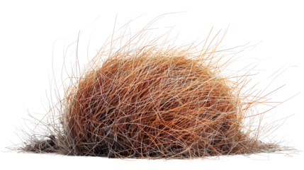 A bunch of dry grass is on a white background