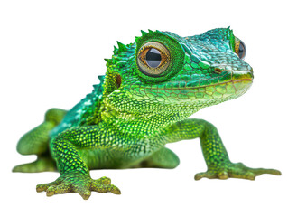 Obraz premium Vibrant green lizard with intricate scales and large eyes, showcasing its striking natural beauty.