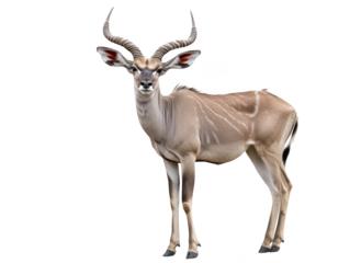 Majestic kudu with spiral horns standing gracefully in a natural setting.