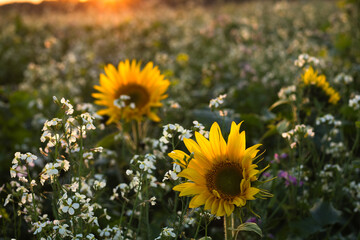 Sunflower on the field in a village, yellow sunflowers on the meadow at sunset.