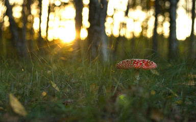 Fly agaric, mushroom. Amanita muscaria or fly agaric red cap. Fly amanita in the undergrowth in the...
