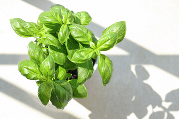 Fresh basil in pot on table, top view