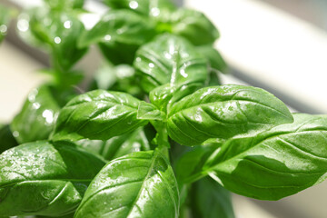 Fresh basil plant, closeup view