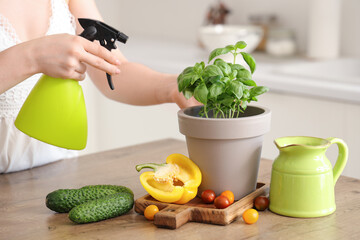 Woman spraying basil plant in kitchen