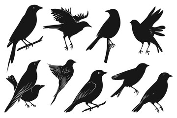 Set of black bird silhouettes, Birds icon set,Animals eagle hawk bird fly swoop attack silhouette set collection