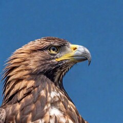 Obraz premium A close-up of an eagle's face with the sky in the background