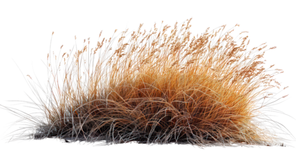 A bunch of dry grass is on a white background