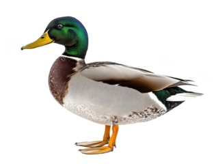Male mallard duck with vibrant green head and yellow bill standing gracefully.