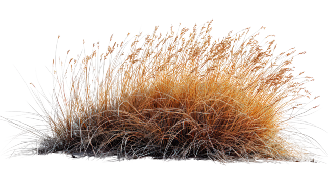 A bunch of dry grass is on a white background