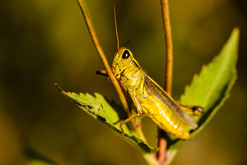 Spur-throated Grasshopper on Cup Plant  stalk on an early Wisconsin September morning, within the Pike Lake Unit, Kettle Moraine State Foreset, Hartford, Wisconsin