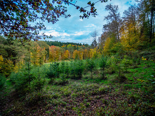 Wiederaufforstung nach Abholzung im herbstlichen Mischwald