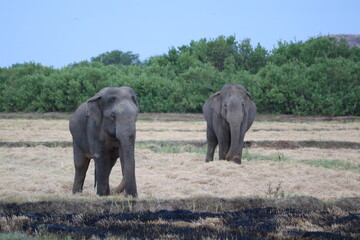 Obraz premium elephants in the wild