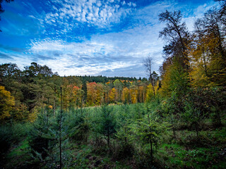 Wiederaufforstung nach Abholzung im herbstlichen Mischwald