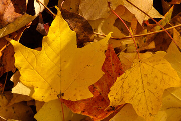 Recently fallen autumn Sugar Maple leaves on the ground at Pike Lake Unit, Kettle Moraine State Forest, Wisconsin