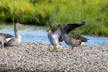 Graugänse in verschiedenen Posen, Wedeler Marsch
