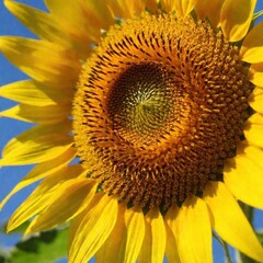 Sunflower Facing the Sun: An eye-level close-up of a sunflower turned toward the sun, with deep focus on the bloom, capturing the golden petals and the contrast between the flower and the clear blue