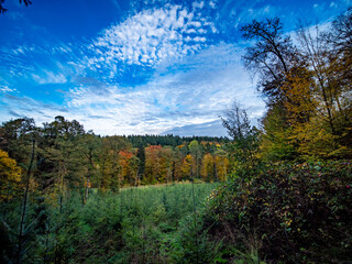 Wiederaufforstung nach Abholzung im herbstlichen Mischwald