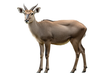 Fototapeta premium Elegant antelope with sharp horns, standing calmly against a white background.