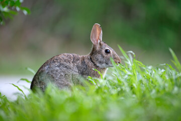 Grey small hare eating grass on summer field. Wild rabbit in nature