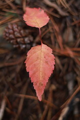 red autumn leaves