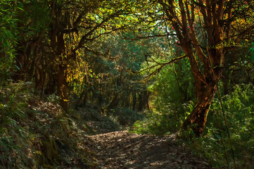 Obraz premium Trekking route through dense forest, from Hiley towards Varsey Rhododendron Sanctuary or Barsey Rhododendron Sanctuary. A very popular tourist trekking route at Sikkim, India.
