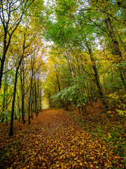 Naklejka premium Waldweg im Herbst