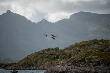 Fototapeta premium Birds soaring over rugged mountains.