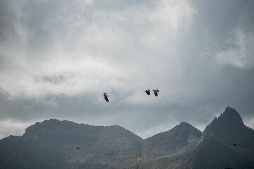 Eagles soaring over mountain peaks