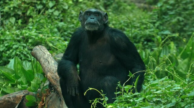 Chimpanzee sitting on branch in lush green forest, natural wildlife habitat. Wildlife and Nature