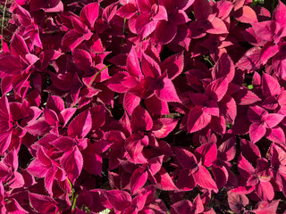 Vibrant red foliage of coleus plants