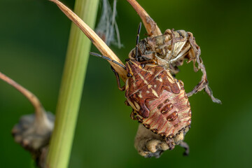 Shield bug - Carpocoris purpureipennis, beautiful colored insect from European meadows, Zlin, Czech Republic.