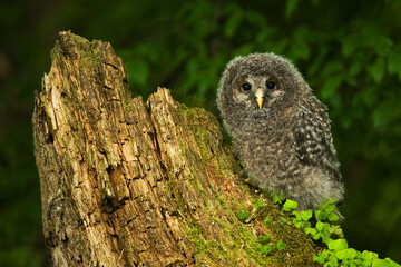 Ural owl Strix uralensis bird young northern long-eared owl feather dusty fluff wild nature lesser horned cat, beautiful animal, lovely animal, bird watching ornithology, fauna wildlife sweet Europe