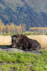 Alaska Musk Ox