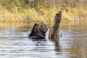 Brown Grizzly Bear Swimming Plays in Water