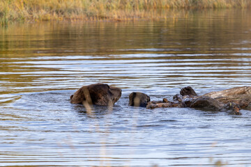 Brown Grizzly Bear Swimming Plays in Water