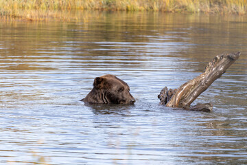 Brown Grizzly Bear Swimming Plays in Water