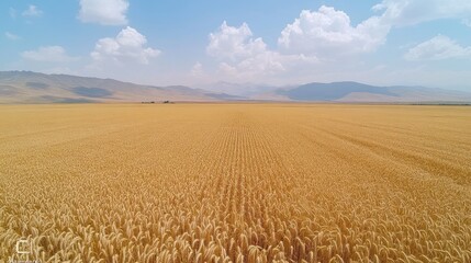 An aerial view of a vast field of golden wheat, stretching out to distant mountains under a clear blue sky.