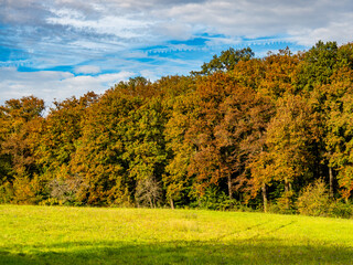 Herbstlich gefärbte Laubbäume im Mischwald