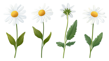 Collection of Chamomile Flower Illustrations on Transparent Background Generative AI