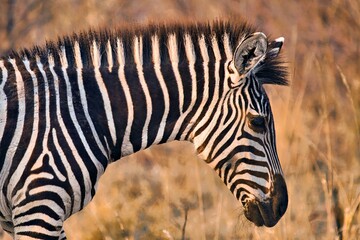 Zebrakopf