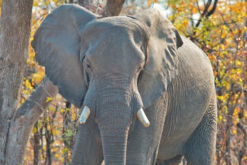 Elefant im Wald