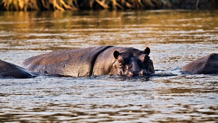Flusspferd im Wasser