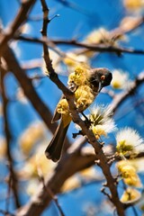 Afrikanischer rotäugiger Bulbul