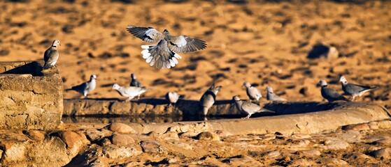 Tauben am Wasserloch