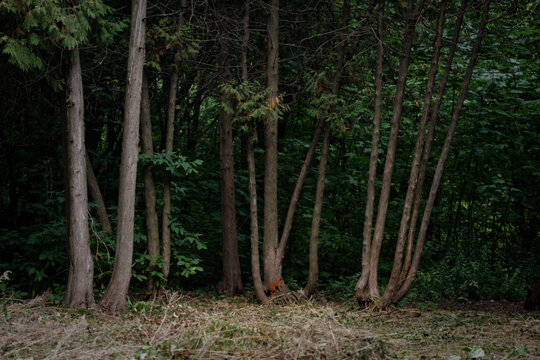 trees in the woods