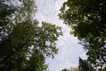 trees in the forest