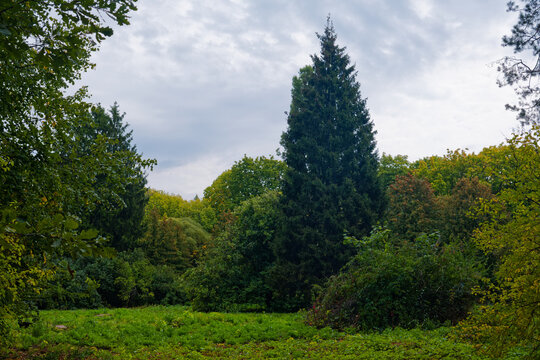 trees in the park