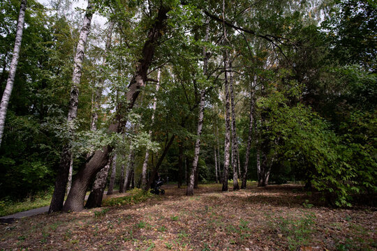 footpath in the woods